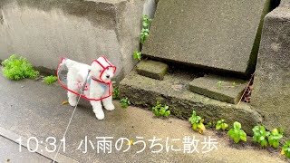 A Day in the Life of a Toy Poodle: A Rainy Day