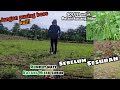 Cara Membasmi rumput pada tanaman kacang hijau