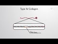 type iv collagen of basal lamina cell bio video textbooks preview