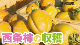 西条柿の収穫（美祢市）【やまぐち歳時記】