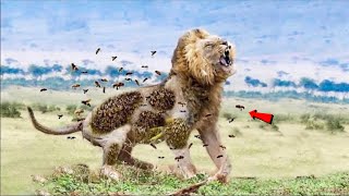 7 ऐसे जानवर जो शेर को आसानी से मार सकता है | TOP 7 ANIMALS CAN BEAT LION