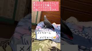 皆んなお出かけして居ない…先輩ルークが小桜インコのメイちゃんに声かけ。インコの門下生　ルーク　端唄　根岸　しゃべるインコ