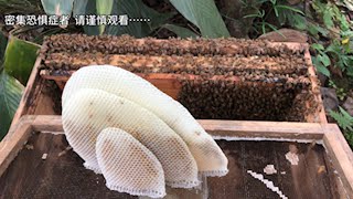 家里面的空蜂箱，居然有窝蜜蜂飞进去住，你们遇到过这种情况吗？