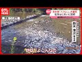 【何が】淡水魚「ハクレン」大量死　住民は強烈なにおいに困惑　茨城