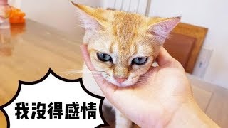 主人做了五个动作，作死挑战猫咪忍耐的底线，被小猫无情报复