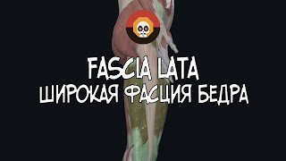 Широкая фасция бедра (fascia lata) 3D Анатомия