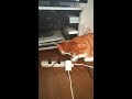 綿棒で遊ぶ猫🐈️⁉️😽 茶白猫コンタ🐈️ shorts