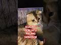 Kucing paling gemesin, paling lucu #kitten #anakkucinglucuimutgemesin #vidio #cat