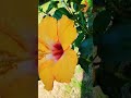 Happy Vibes #simple #hibiscus #garden #yt #ytshorts #yellowflower #viral #naturelovers #inspiration