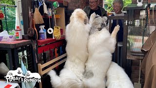 ブリーダーさんが来てくれて大興奮のルンルンとアランとベルです　Great Pyrenees　グレートピレニーズ