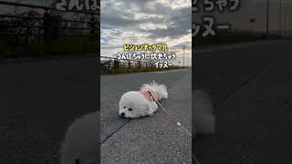 さんぽちゅうに伏せちゃうぼたまる #bichonfrise #dog #犬 #shorts  #12月 #伏せ #ビションフリーゼ #休憩