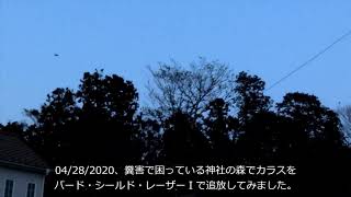 カラスの糞害、騒音対策として、バード・シールド・レーザーⅠで神社の森に集まっているカラスを追放してみました。04282020