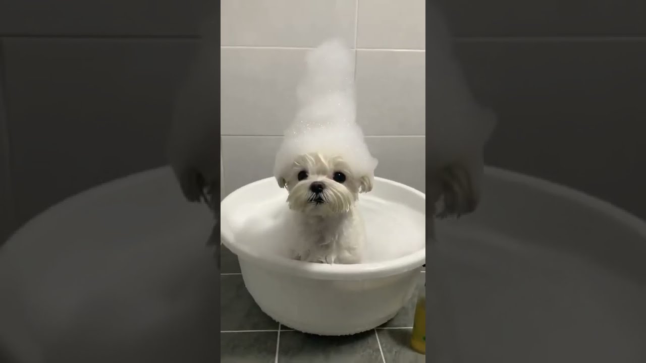 Doggy Bath Time~ - YouTube