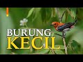 Masteran semua burung isian pedas rapat 100 % juri oleng dengar☆☆☆☆☆