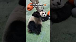 圓仔和圓寶 姊妹貴妃躺秀長腿 #panda #大熊猫 #cute #taipeizoo