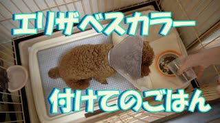 エリザベスカラーを付けてのごはん【ﾄｲﾌﾟｰﾄﾞﾙ こたつの部屋】