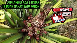 Langka, Pohon Nanas Berbuah Lebih Dari Satu