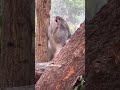 【音付き】コアラのブンダさん雄叫び、テリトリーコール中盤から＜平川動物公園2022.4＞