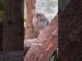 【音付き】コアラのブンダさん雄叫び、テリトリーコール中盤から＜平川動物公園2022.4＞