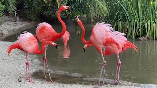 Flamingos at the San Diego Zoo