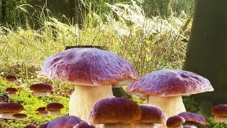 Mushrooms 2023 MUSHROOMS PICKING. HITS IN THE FOREST ! Boletus Edulis TODAY!! REAL JULY BEAUTY! !