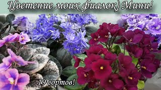 Цветение моих фиалок! Сорта мини и полу мини) 19 сортов🌷