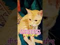 मी घरच्यांचा कधीच विश्वासघात केला नाही cat marathidubbing funny karamativlog comedyshorts shorts