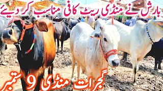 Gujrat Cow Mandi | Sahiwal Cholistani Dhni Dajili Bachre || Global Village Farming