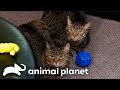 Don't Chew on That! Two Cats with DEADLY Eating Habits | My Cat From Hell | Animal Planet