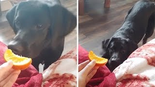 Labrador Doesn't Like Orange Segment