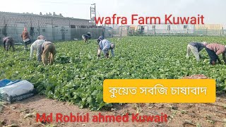 কুয়েত মাজরা কাজ করে মাসে ৫০/৭০ হাজার টাকা আয়  | Kuwait Vegetable Cultivation | Robiul Ahmed Kuwait |