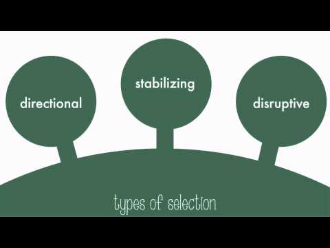 What causes stabilizing selection?