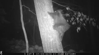 Porcupine climbs tree