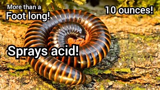 Mind-blowing Facts About The Giant African Millipedes That Will Shock you!