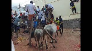 நல்ல போக்கு மாடு...open jallikattu salem (dt)kondayapalli (po)...