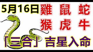 5月16日生肖運勢_雞、鼠、蛇大吉 - 十二生肖