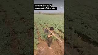 #ખેતી #ગામડું #શોર્ટ્સ #village #ખેડૂત #ખેતીવાડી #farming #khedut #farmer #sorts #gujratistatus