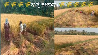 ಭತ್ತ ಕಟಾವು //rice  plants  harvesting // agriculture work 🌾🌾🌾🌾🌾//