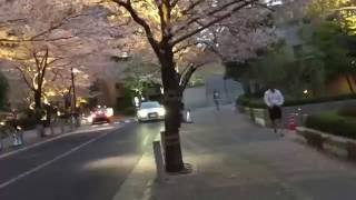 Sakura Roppongi \u0026 Nakameguro April 2016