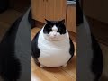 太った猫 太った 猫 可愛い 癒し cute cat animal