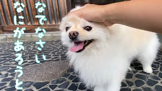 撫でるのをやめると笑顔が消えるポメラニアン【ポメラニアン犬そら】