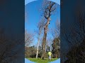 Roots to branches