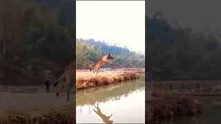 German Shepherd's Longest Jump 😱