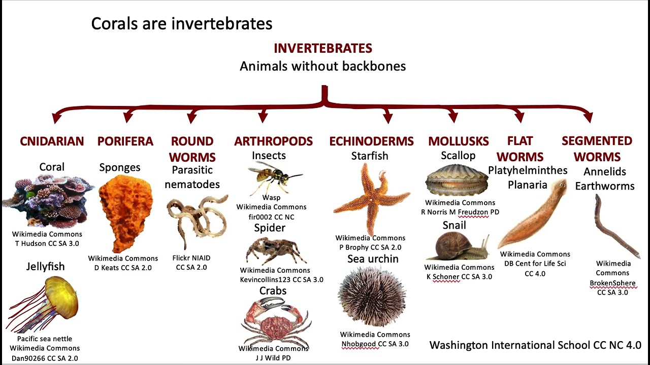 Classification Of Invertebrates Chart With Definitions And, 49% OFF