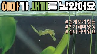 *나름 희귀영상* 해마가 새끼를 낳았어요 | baby sea horse | ( 언더워터티비 )