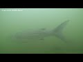 thin lipped mullet liza ramada underwater