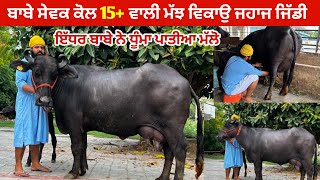 ਬਾਬੇ ਸੇਵਕ ਕੋਲ 15+ ਵਾਲੀ ਮੱਝ ਵਿਕਾਉ ਜਹਾਜ ਜਿੱਡੀ ।ਇੱਧਰ ਬਾਬੇ ਨੇ ਧੂੰਮਾ ਪਾਤੀਆ ਮੱਲੋ । ਗੋਇੰਦਵਾਲ ਸਾਹਿਬ।ਤਰਨਤਾਰਨ