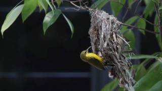 Olive-Backed Sunbird Nesting - Female builds, male inspects