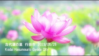 美しく咲いた蓮の花々　古代蓮の里　行田市　2023/06/28　Beautiful blooming lotus flowers 　Ancient Lotus Village Gyoda City