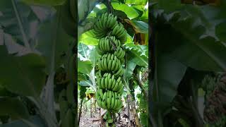 Jalgaon Banana 🍌 Tissues Culture | G9 | Banana Plantation |